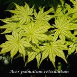 Acer Palmatum Reticulatum vaso 15