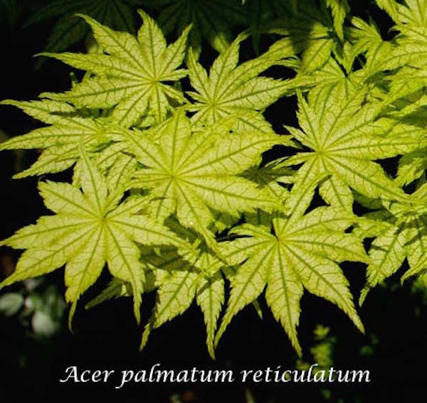 Acer Palmatum Reticulatum vaso 15