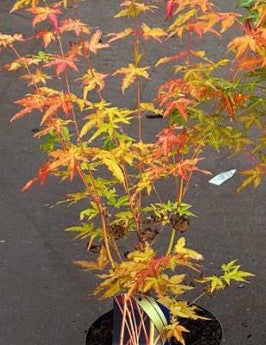 Acer Palmatum Bi Hoo