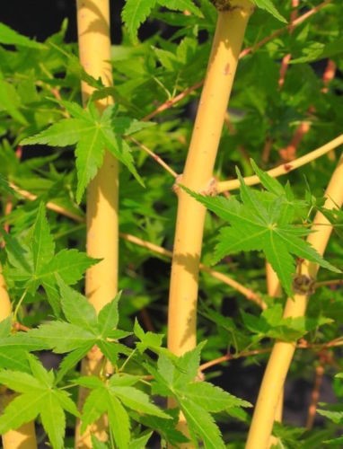 Acer Palmatum Bi Hoo