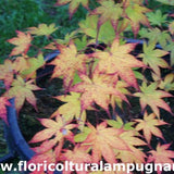 Acer palmatum osakazuki vaso 20/22