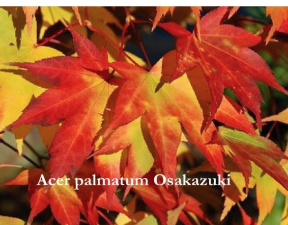 Acer palmatum osakazuki vaso 20/22