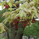 Acer palmatum osakazuki vaso 20/22
