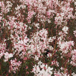 Gaura lindheimeri 'Dover  vaso 14/15