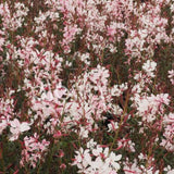Gaura lindheimeri 'Dover  vaso 14/15
