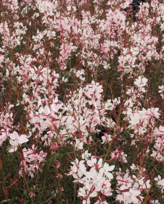 Gaura lindheimeri 'Dover  vaso 14/15
