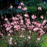 Gaura lindheimeri 'Dover  vaso 14/15