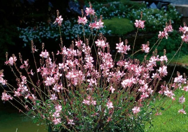 Gaura lindheimeri 'Dover  vaso 14/15