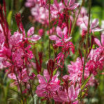 Gaura lindheimeri 'Red  vaso 14/15