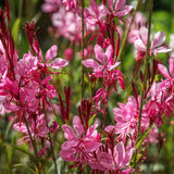 Gaura lindheimeri 'Red  vaso 14/15