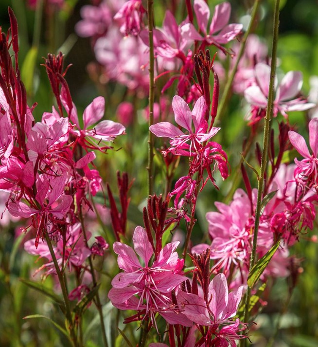 Gaura lindheimeri 'Red  vaso 14/15