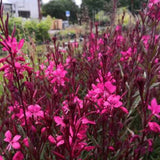 Gaura lindheimeri 'Red  vaso 14/15