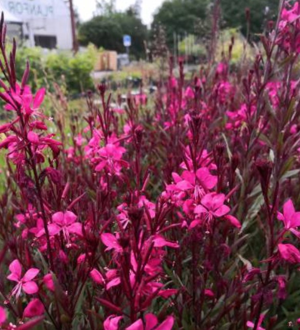 Gaura lindheimeri 'Red  vaso 14/15