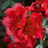 Azalea Encore Autumn Creach  (r) rifiorente vaso 20