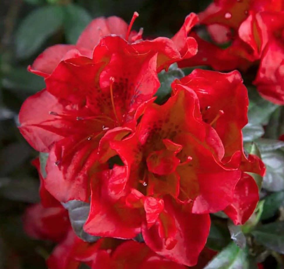 Azalea Encore Autumn Creach  (r) rifiorente vaso 20