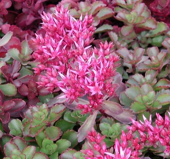 Sedum spurium purple vaso 10