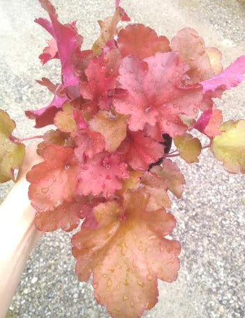 Heuchera 'Southern Comfort'