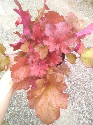 Heuchera 'Southern Comfort'