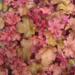 Heuchera 'Southern Comfort'