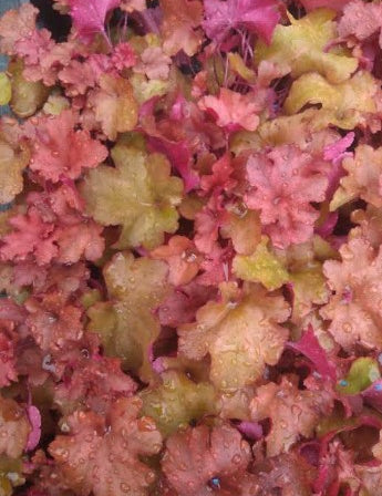 Heuchera 'Southern Comfort'