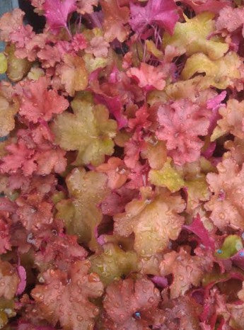 Heuchera 'Southern Comfort'