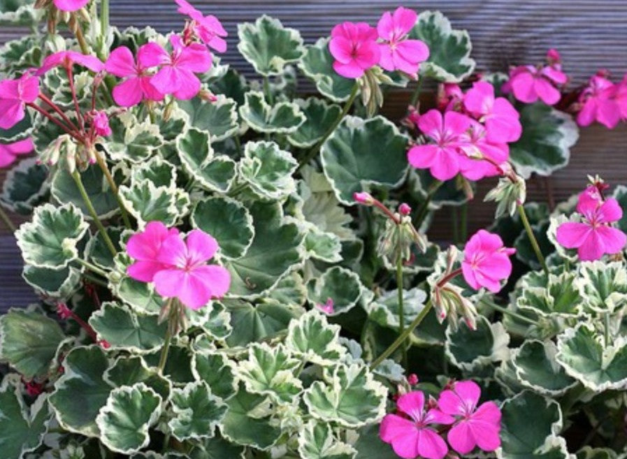 Pelargonium Hill of Snow vaso 10 Zonale decorativo