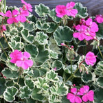 Pelargonium Hill of Snow vaso 10 Zonale decorativo