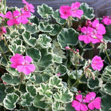 Pelargonium Hill of Snow vaso 10 Zonale decorativo