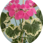 Pelargonium Hill of Snow vaso 10 Zonale decorativo