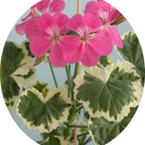 Pelargonium Hill of Snow vaso 10 Zonale decorativo