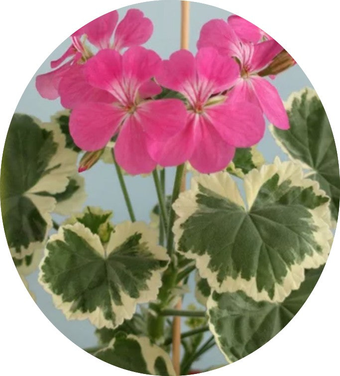 Pelargonium Hill of Snow vaso 10 Zonale decorativo