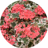 Pelargonium 'Frank Headley'