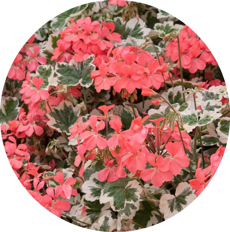Pelargonium 'Frank Headley'