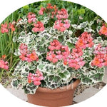 Pelargonium 'Frank Headley'