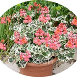 Pelargonium 'Frank Headley'