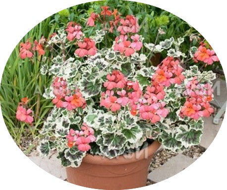 Pelargonium 'Frank Headley'