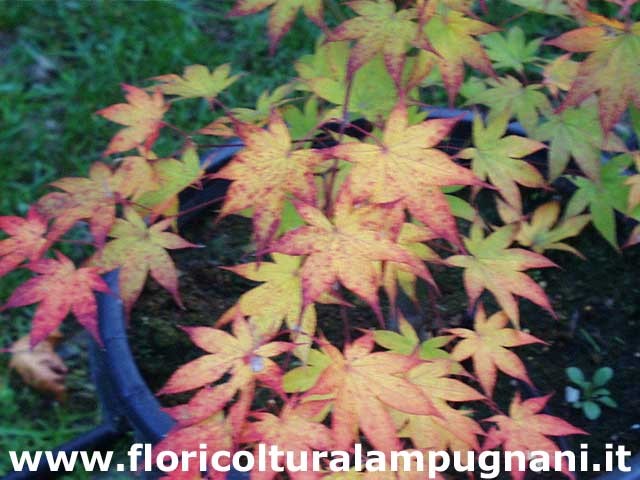 Acer palmatum osakazuki vaso 15