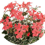 Pelargonium 'Frank Headley'