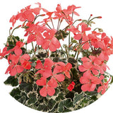Pelargonium 'Frank Headley'
