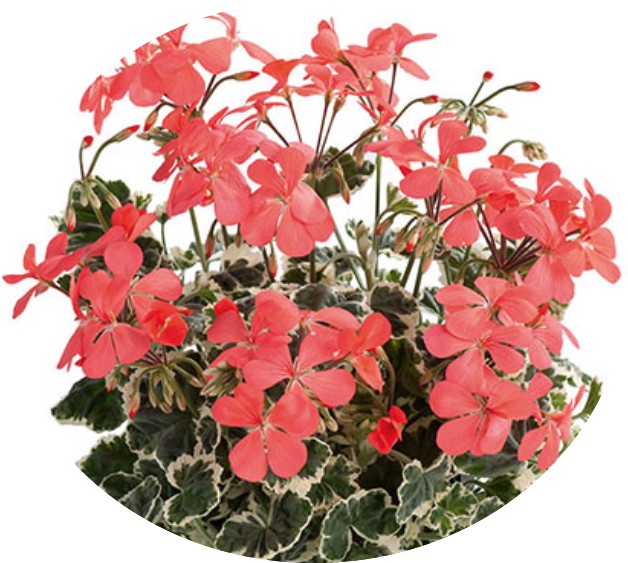 Pelargonium 'Frank Headley'