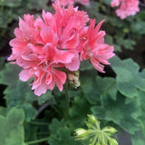 Pelargonium Pixie (rosa) vaso 10