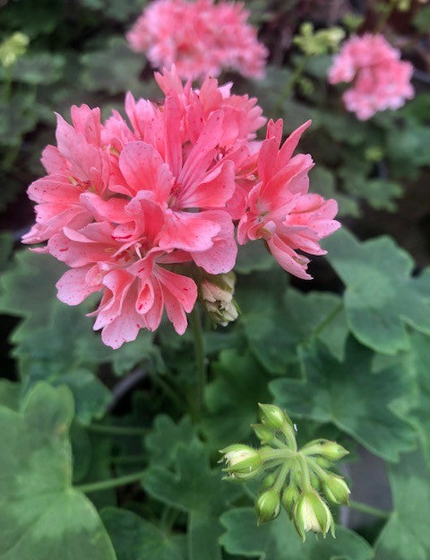 Pelargonium Pixie (rosa) vaso 10