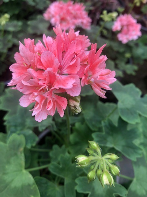 Pelargonium Pixie (rosa) vaso 10