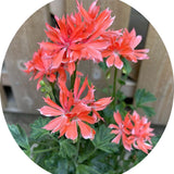 Pelargonium Els Finger (Salmone)