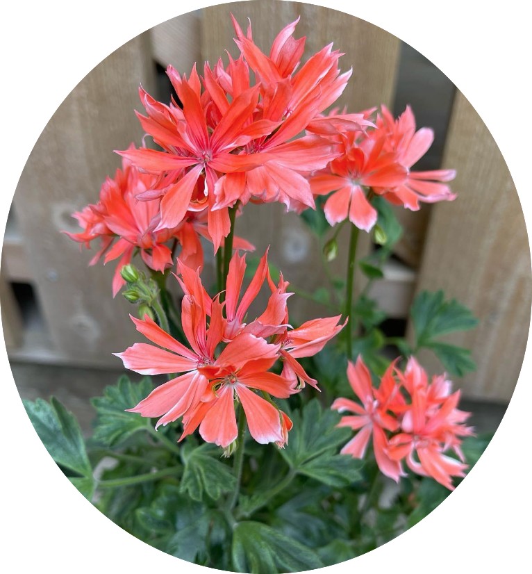 Pelargonium Els Finger (Salmone)