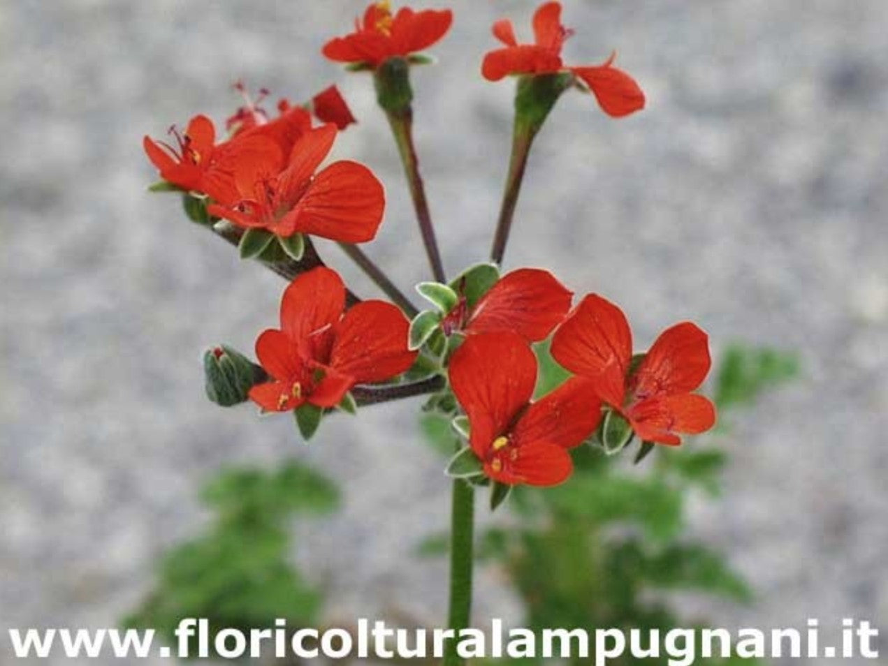 Pelargonium Fulgidum