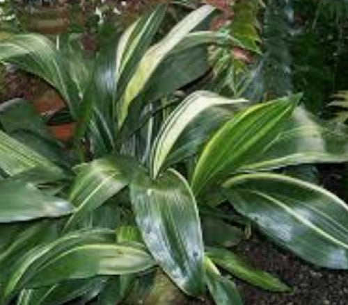 Aspidistra Elatior Variegata