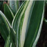 Aspidistra Elatior Variegata