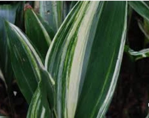 Aspidistra Elatior Variegata
