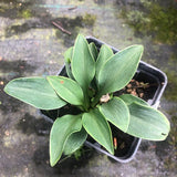 Hosta blue petit pierre - in vaso